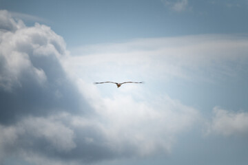 The stork flies beautifully high in the sky.