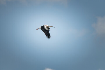The stork flies beautifully high in the sky.