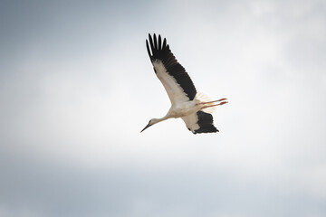 The stork flies beautifully high in the sky.