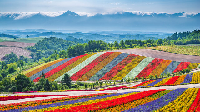 四季彩の丘」の写真素材 | 1,927件の無料イラスト画像 | Adobe Stock
