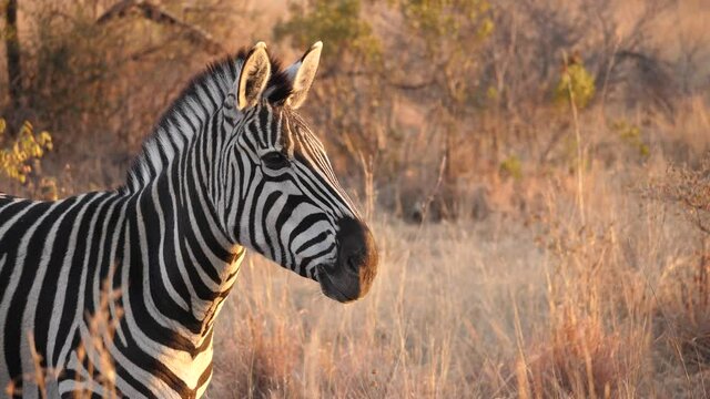 Portrait of plains zebra standing in beautiful dawn light, chews and walks through dry grass