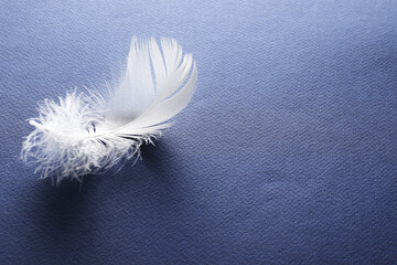 feathers on a colored background.