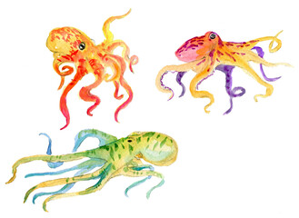 illustration of an octopus