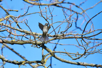 Weibchen der Mönchsgrasmücke (Sylvia atricapilla)	