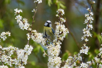 Blaumeise im Frühjahr
