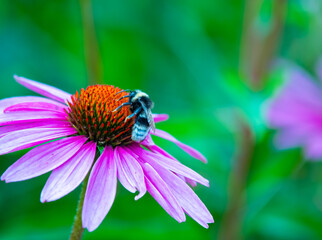 Anthophora plumipes Frühlings-Pelzbiene
Flower: Purpur-Sonnenhut (Echinaceae purpurea)