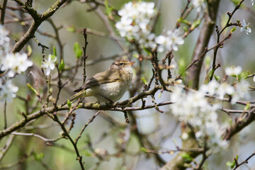 Zilpzalp oder Weidenlaubsänger (Phylloscopus collybita) im Frühjahr	