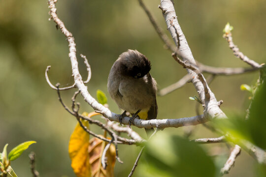 The white-spectacled bulbul (Pycnonotus xanthopygos)  sitting on branch  preening its feathers