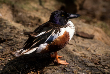 Canard souchet,.Spatula clypeata , Northern Shoveler