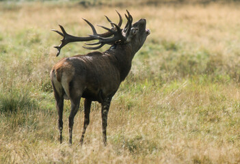 Cerf élaphe, brame, cervus elaphus