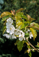 Cerisier, variete Marmotte, Prunus cerasus 'Marmotte', fleurs, printemps