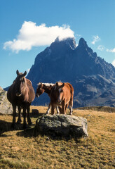 Cheval Comtois, cheval de trait, Pic du Midi d'Ossau, Parc national des Pyrénées, 64, Pyrénées Atlantiques