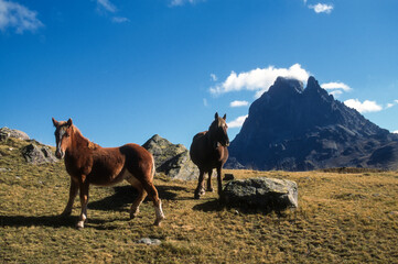 Cheval Comtois, cheval de trait, Pic du Midi d'Ossau, Parc national des Pyrénées, 64, Pyrénées Atlantiques