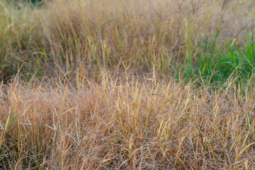 The grass was drying up and dying when injected.