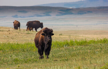 A buffalo standing tall on a prairie farm near Head Smashed in Buffalo Jump in Alberta Canada. © Ramon Cliff