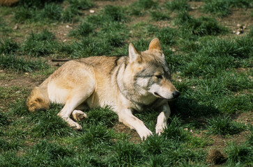 Loup, Canis lupus