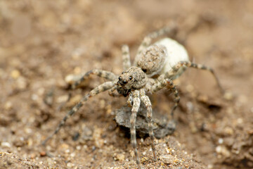 Wolf spider with egg sack, Lycosa narbonensis, Satara, Maharashtra, India