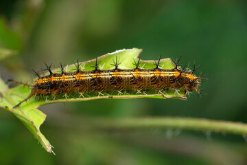 Dorsal view of joker butterfly caterpiller, Byblia ilithyia, Satara, Maharashtra, India