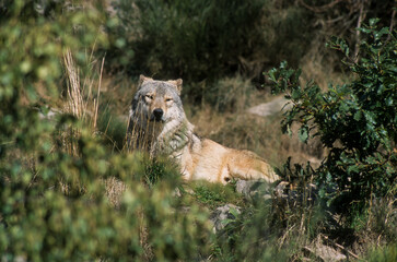 Loup, Canis lupus