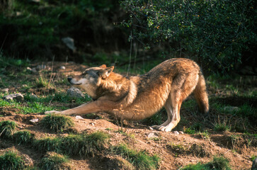 Loup, Canis lupus