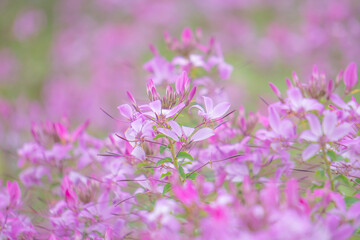 ピンクのクレオメの花畑