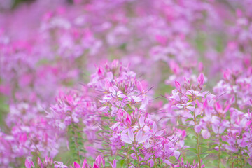 Fototapeta na wymiar ピンクのクレオメの花畑