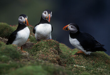Macareux moine, .Fratercula arctica, Atlantic Puffin