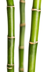 Fresh young green bamboo stem