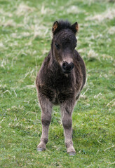 Poney, race Shetland, Equus caballus, Iles Shetland, Grande Bretagne