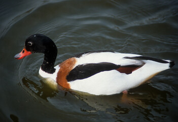 Tadorne de Belon,.Tadorna tadorna, Common Shelduck