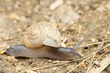 Common guarden land snail, Cornu aspersum, Satara, Maharashtra, India