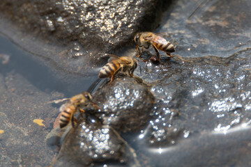 Honey bee drinking water during the journey of collecting  pollen and nectar.