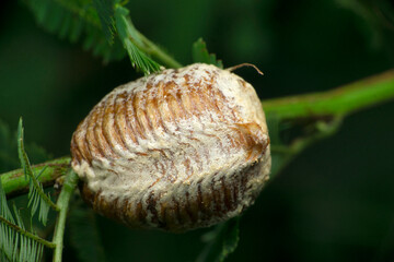 Preying mantis moth, egg sack, Statilia maculata, Satara, Maharashtra, India