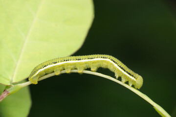 Luna moth caterpillar, Actias luna, Satara, Maharashtra, India