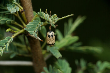 Pupae of moth, satara maharshtra india