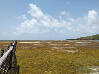 West Indies sea at low tide and covered with algae under tropical blue sky. Seaweed in the sea....