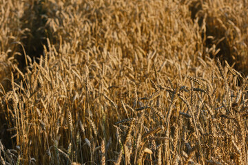 Spikelets of wheat or barley in a field during sunset on a blurred background. Shallow depth of field.