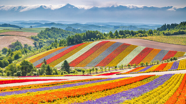 ★美瑛・四季彩の丘・肉筆油彩画・F6キャンバス ☆美瑛・四季彩の丘・肉筆油彩画・F6キャンバス