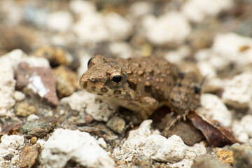 Juvenile Crab-eating Frog, Fejervarya cancrivorasatara mahrashtra india