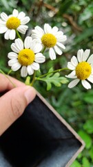 daisies in a hand