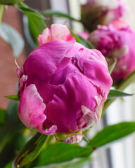 Lush pink peony bud bright bloom flower