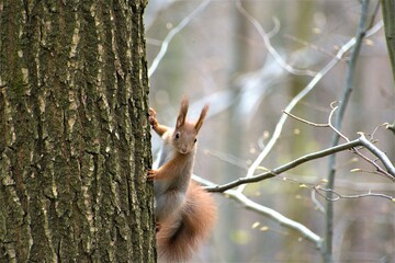 Wiewiórka siedząca na drzewie, w tle rozmyte gałęzie.  - obrazy, fototapety, plakaty