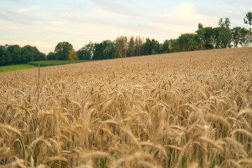 Weizenfeld im Hochsommer