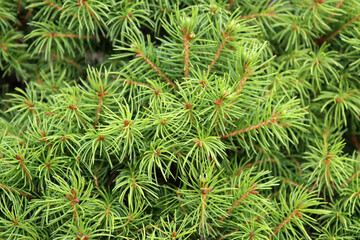Fir tree needles close up photo. Abstract green background. Shrub texture close up. 