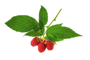 brush of red raspberry berries, isolate on a white background
