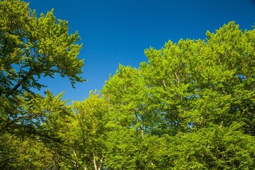 Old green Trees in a big forest
