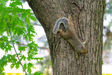 Cute squirrel climbing through tree