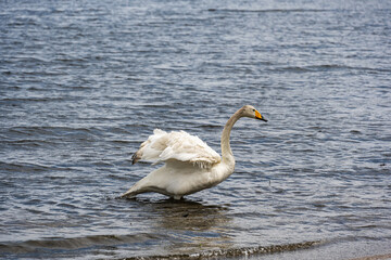 ウトナイ湖と白鳥