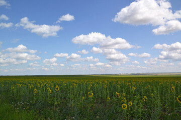 sunflower field under a blue sky