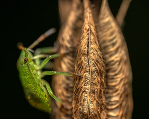 Macro shot of a southern green stink bug on a plant